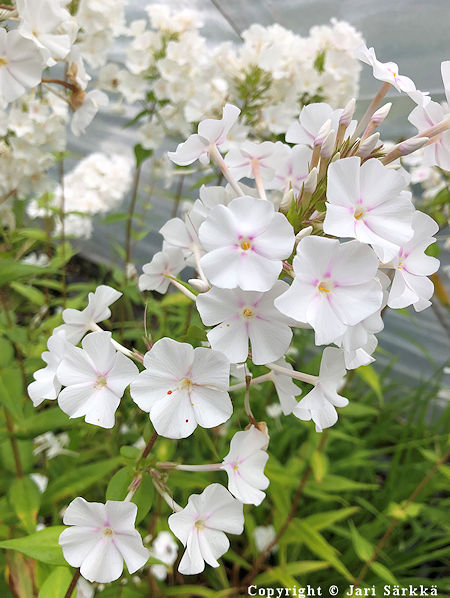 Phlox carolina, kiiltoleimu